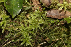 Hypnodendron