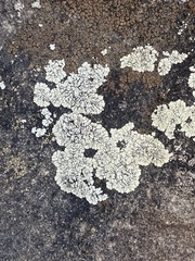 Lichinaceae