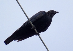 Corvus sinaloae