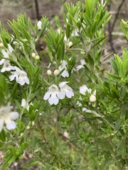 Prostanthera behriana