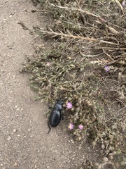 Eleodes grandicollis