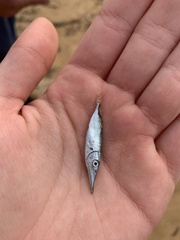 Macroramphosus scolopax