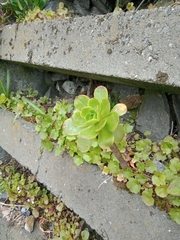 Aeonium arboreum