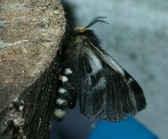 Nataxa flavescens