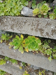 Aeonium arboreum
