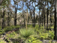 Xanthorrhoea preissii