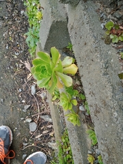 Aeonium arboreum
