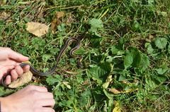 Thamnophis butleri