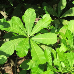Anacardium excelsum