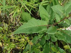 Verbascum