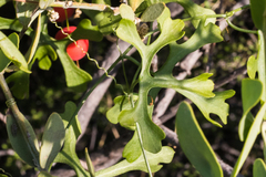 Ibervillea macdougalii