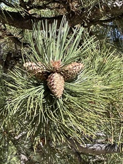 Pinus ponderosa