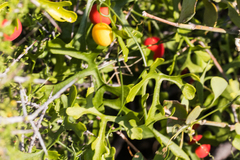 Ibervillea macdougalii