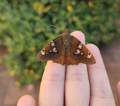 Nascus phocus