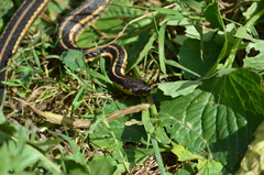 Thamnophis butleri