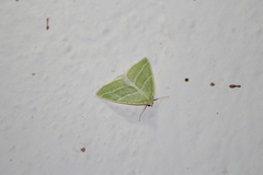 Synchlora bistriaria