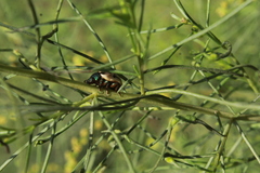 Leptinotarsa lineolata