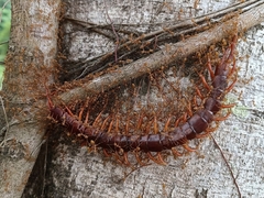 Scolopendra dehaani