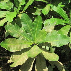 Anacardium excelsum
