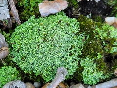 Cladonia apodocarpa