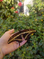 Heraclides thoas brasiliensis