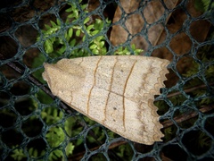 Eupsilia quadrilinea