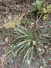 Yucca filamentosa