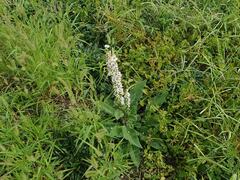 Verbascum