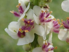 Verbascum