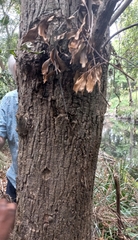 Syzygium floribundum