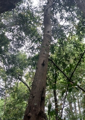 Syzygium floribundum
