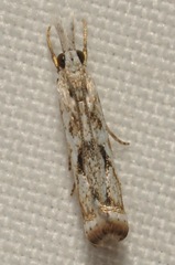 Microcrambus kimballi