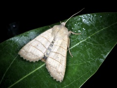 Eupsilia quadrilinea