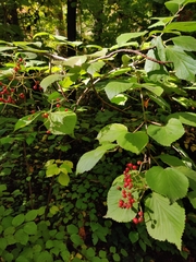 Viburnum dilatatum