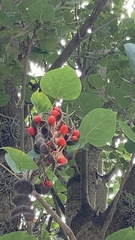 Erythrina americana