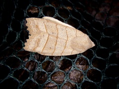 Eupsilia quadrilinea