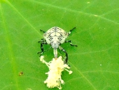 Apateticus lineolatus