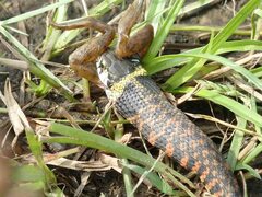 Rhabdophis tigrinus