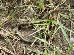 Rhabdophis tigrinus