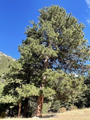 Pinus ponderosa