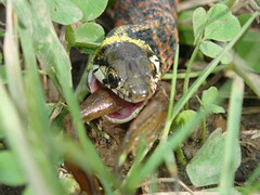 Rhabdophis tigrinus