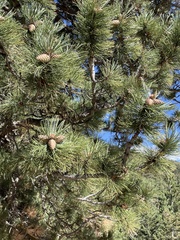 Pinus ponderosa