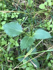 Sanicula marilandica