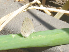 Zizeeria knysna