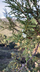Juniperus deppeana