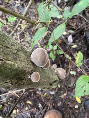 Auricularia nigricans