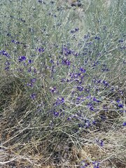 Psorothamnus scoparius