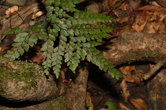 Adiantum formosum