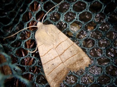 Eupsilia quadrilinea