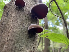Auricularia nigricans
